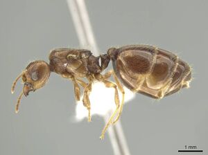 Pheidole indagarama CASENT0646386 p.jpg