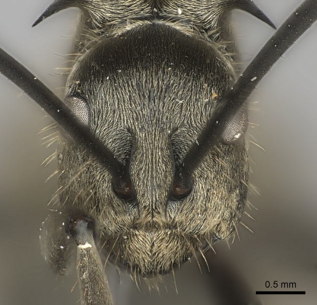 File:Polyrhachis proxima casent0217791 h 1 high.jpg