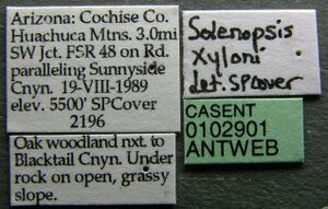 Solenopsis xyloni casent0102901 label 1.jpg