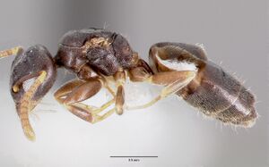 Technomyrmex pallipes casent0006041 profile 1.jpg