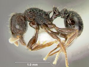 Tetramorium-guineenseL5.jpg