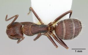 Camponotus cuauhtemoc casent0103418 dorsal 1.jpg