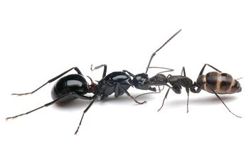 Camponotus japonicus worker feeding Polyrhachis lamellidens queen, Taku Shimada.jpg