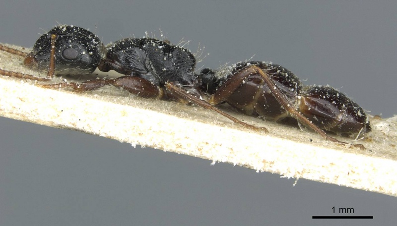 File:Camponotus liogaster casent0911865 p 1 high.jpg