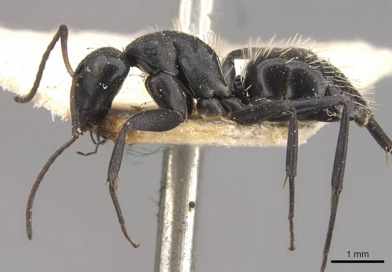 File:Camponotus olivieri casent0910492 p 1 high.jpg