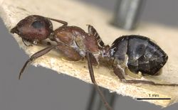 Camponotus robecchii rhodesianus casent0910499 p 1 high.jpg