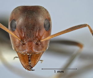 Iridomyrmex brennani head view