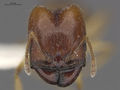 MCZ-ENT00300863 Pheidole hispaniolae hef.jpg