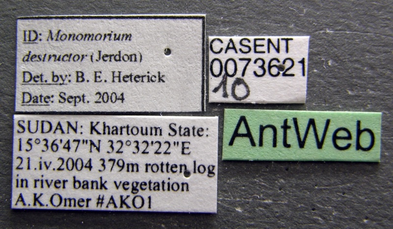 File:Monomorium destructor casent0073621 label 1.jpg