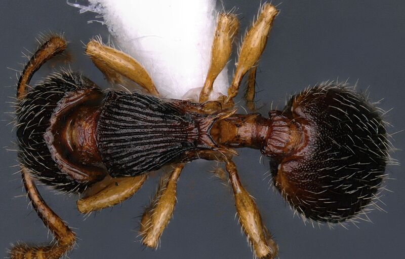 File:Myrmecina reticulata NBAIRHYM-FOR9424 D.jpg