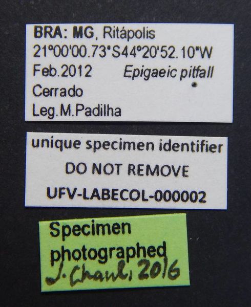 File:Pachycondyla lenkoi ufv-labecol-000002 l 1 high.jpg