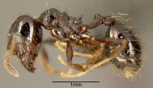 Pheidole spathipilosa mekou221463 p 1 high.jpg