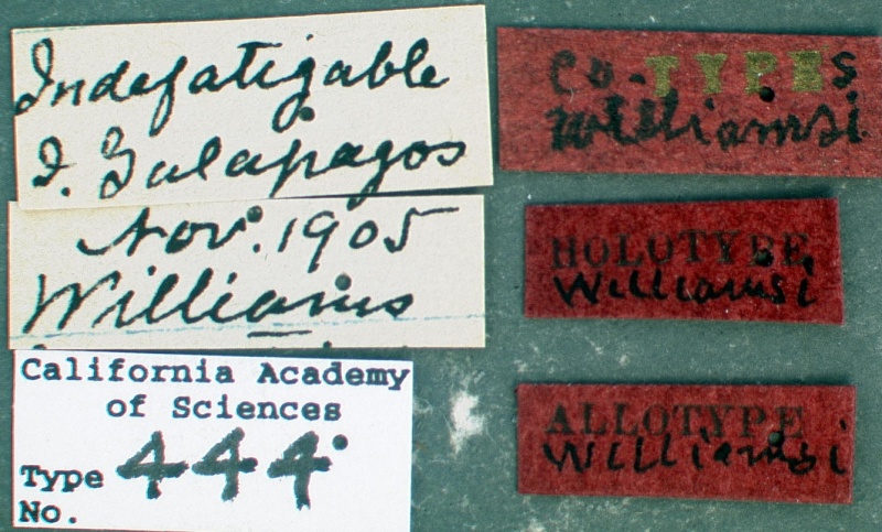 File:Pheidole williamsi castype00444-02 label 1.jpg