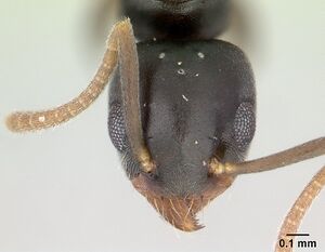 Technomyrmex vitiensis casent0136862 head 1.jpg