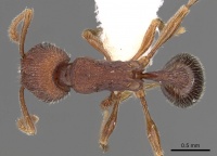 Tetramorium granulatum casent0901204 d 1 high.jpg