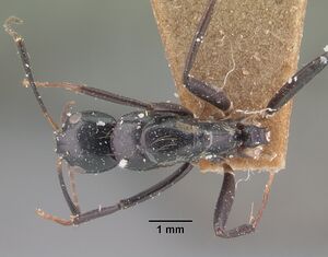 Camponotus dromedarius casent0101538 dorsal 1.jpg