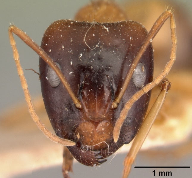 File:Camponotus hova hovoides casent0101432 head 1.jpg