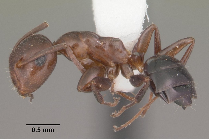 File:Camponotus impressus casent0103679 profile 1.jpg