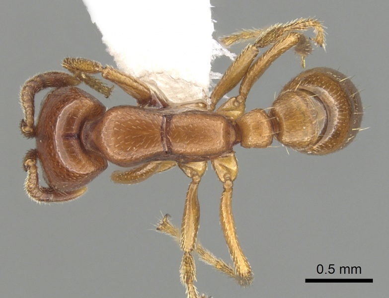 File:Dorylus affinis casent0249444 d 1 high.jpg