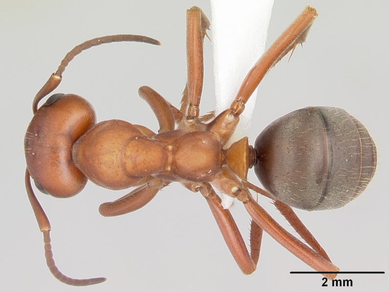 File:Formica rubicunda casent0104884 dorsal 1.jpg