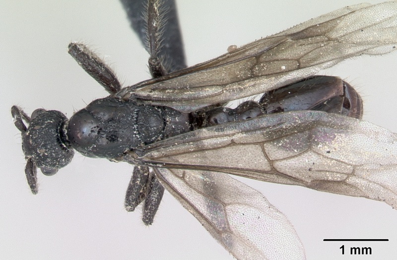 File:Myrmica scabrinodis casent0172760 dorsal 1.jpg