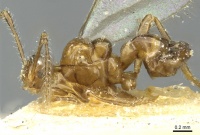 Pheidole acutidens casent0913258 p 1 high.jpg