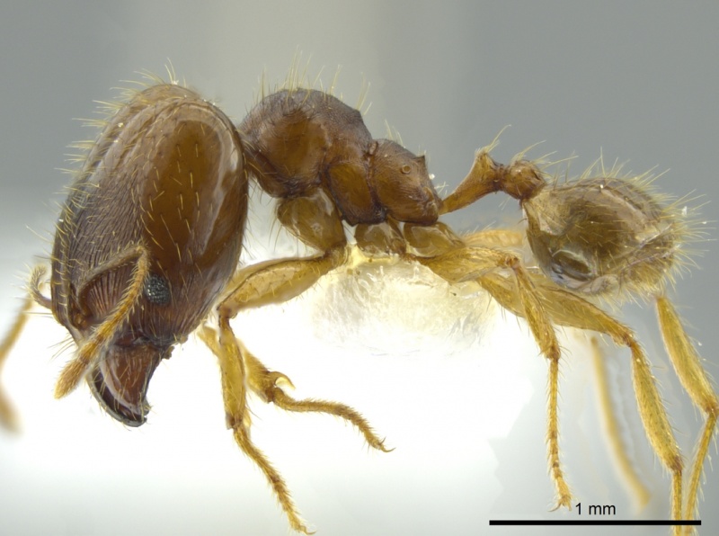 File:Pheidole cerina inb0003604679 p 1 high.jpg