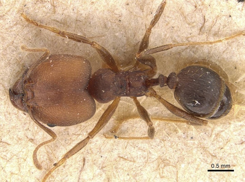 File:Pheidole pugnax casent0908115 d 1 high.jpg