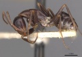 Camponotus alii casent0910104 p 1 high.jpg