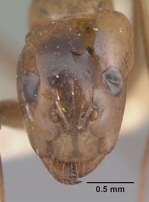 Camponotus christi casent0101521 head 1.jpg