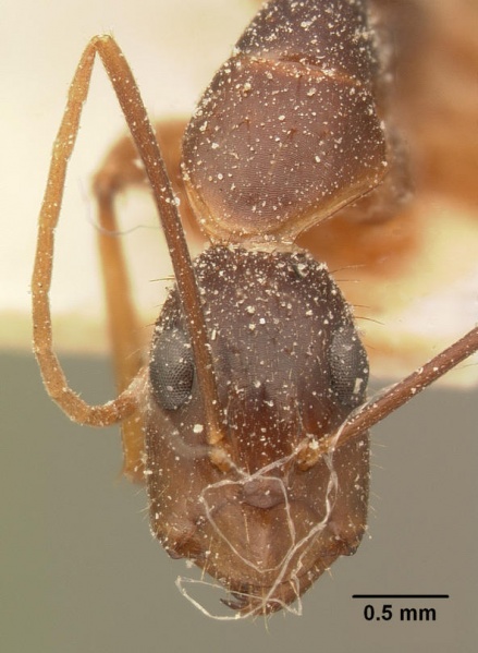 File:Camponotus maculatus casent0101110 head 1.jpg