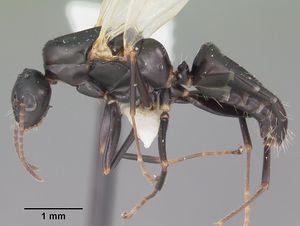 Camponotus nearcticus casent0102697 profile 1.jpg