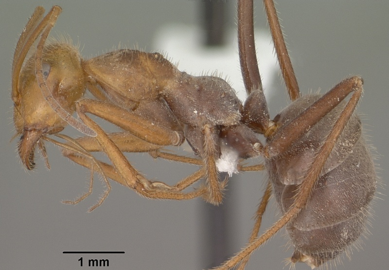 File:Myrmecocystus mendax casent0102813 profile 1.jpg