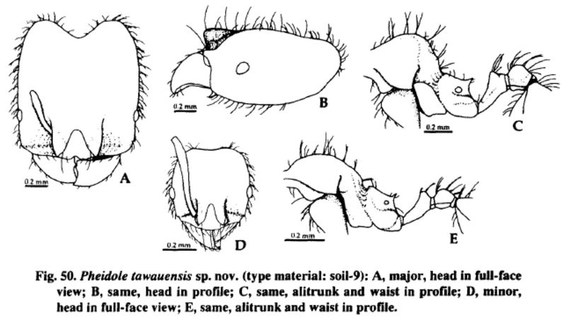 File:Pheidole tawauensis.jpg