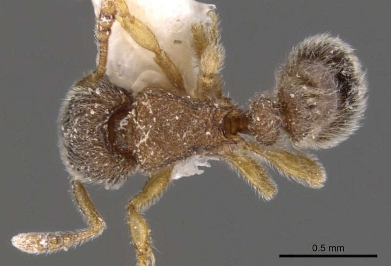 File:Tetramorium thoth casent0901133 d 1 high.jpg