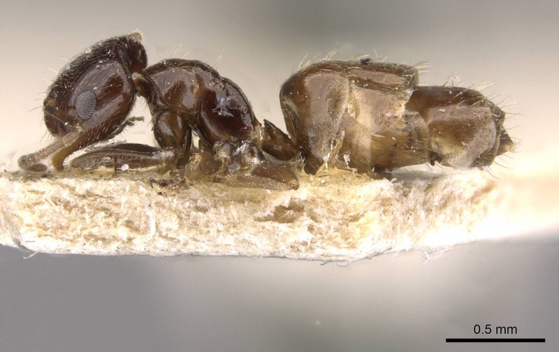 File:Brachymyrmex bruchi usnment00757159 p 1 high.jpg