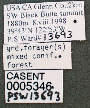 Camponotus laevigatus casent0005346 label 1.jpg