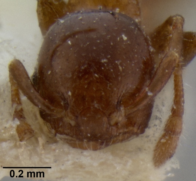 File:Crematogaster petiolidens casent0193952 h 1 high.jpg