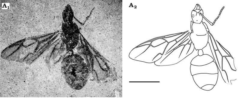 File:Dlussky Wappler Wedmann 2008-4Oecophylla-longiceps1.jpg