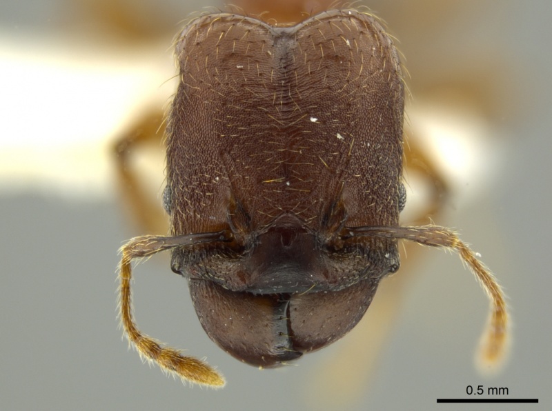 File:Pheidole binasifera jtlc000016328 h 1 high.jpg