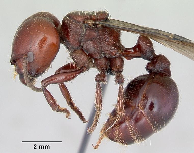 File:Pogonomyrmex coarctatus casent0172633 profile 1.jpg