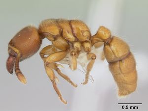 Typhlomyrmex rogenhoferi casent0173390 profile 1.jpg