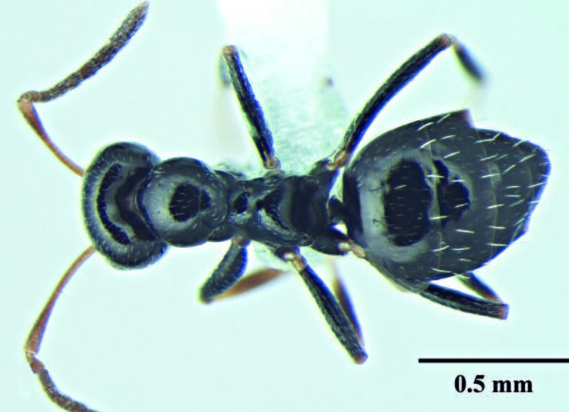 File:Wachkoo, A.A., Bharti, H. et al. 2021. Taxonomic review of the ant genus Lepisiota from India (10.20363@BZB-2021.70.2.227), Fig. 3.jpg