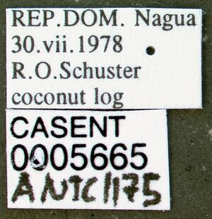 Wasmannia auropunctata casent0005665 label 1.jpg