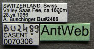 Anergates atratulus casent0070306 label 1.jpg