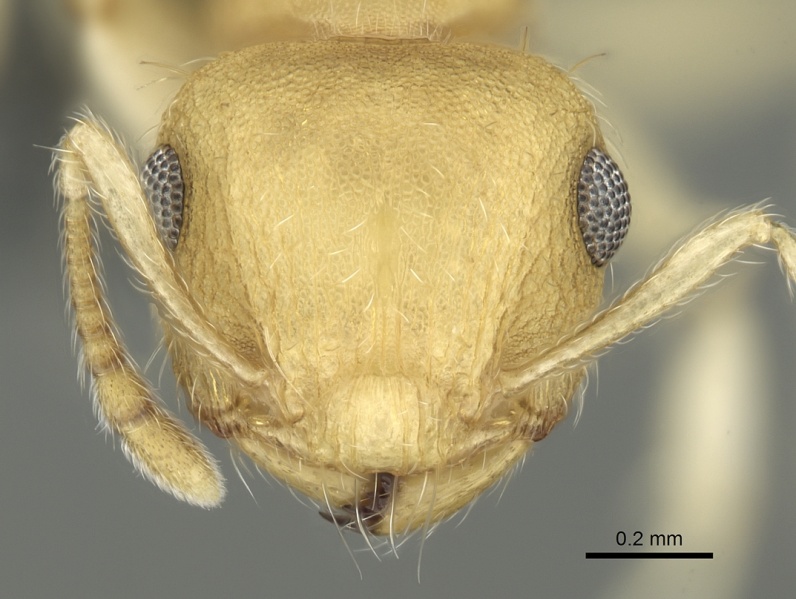 File:Crematogaster biroi casent0906675 h 1 high.jpg