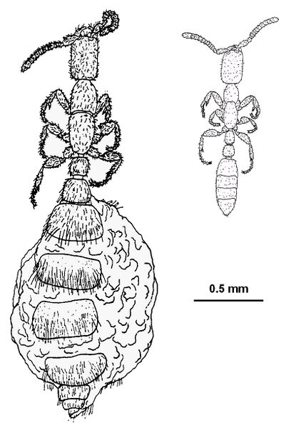 File:Lepta.charonea EQ.jpeg