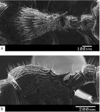 Myrmecina lombokensis 27ab.JPG