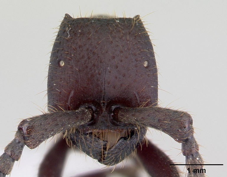 File:Nomamyrmex esenbeckii casent0178606 head 1.jpg