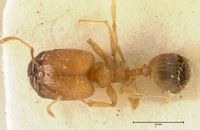 Pheidole inscrobiculata focol1372 d 1 high.jpg